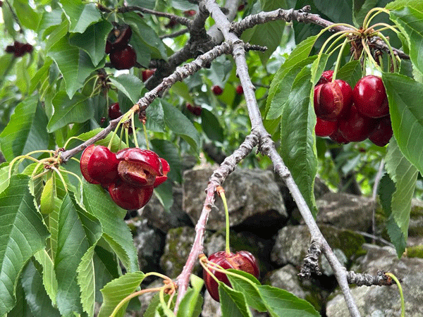 The Union of Trade Unions will reject the Agroseguro proposal for cherries