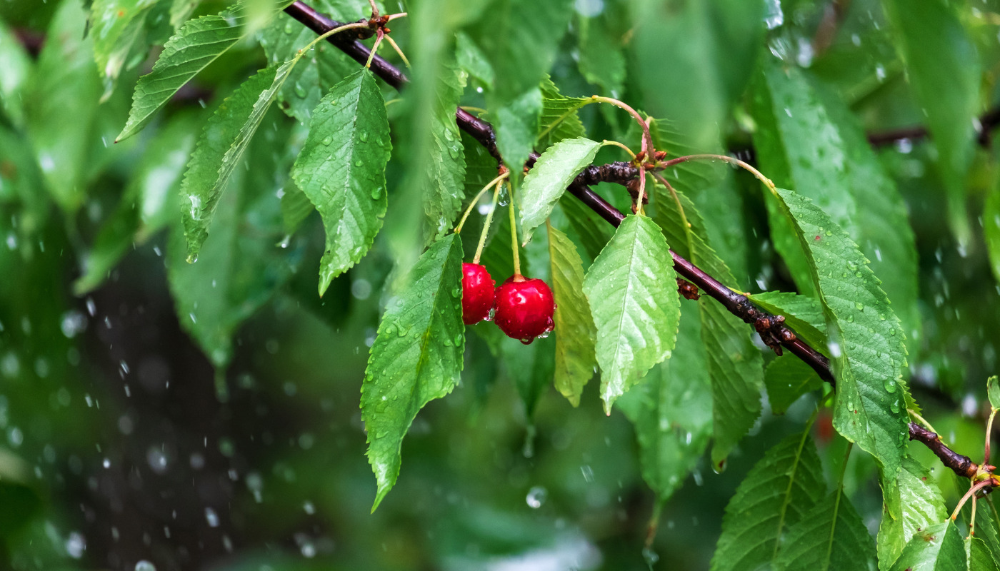 Rain in Cherry Orchards
