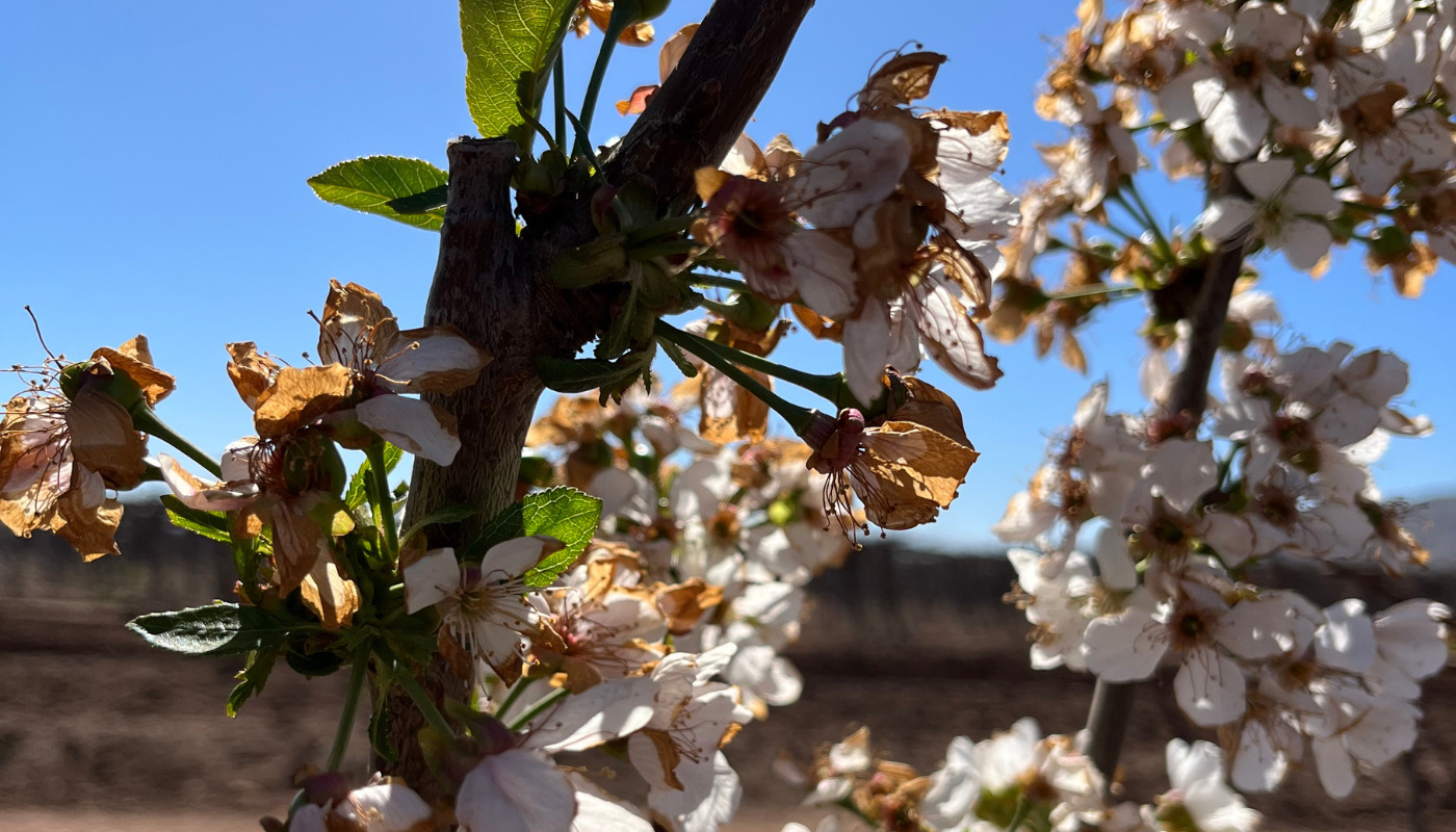 Mild autumn affects cherry trees in Italy
