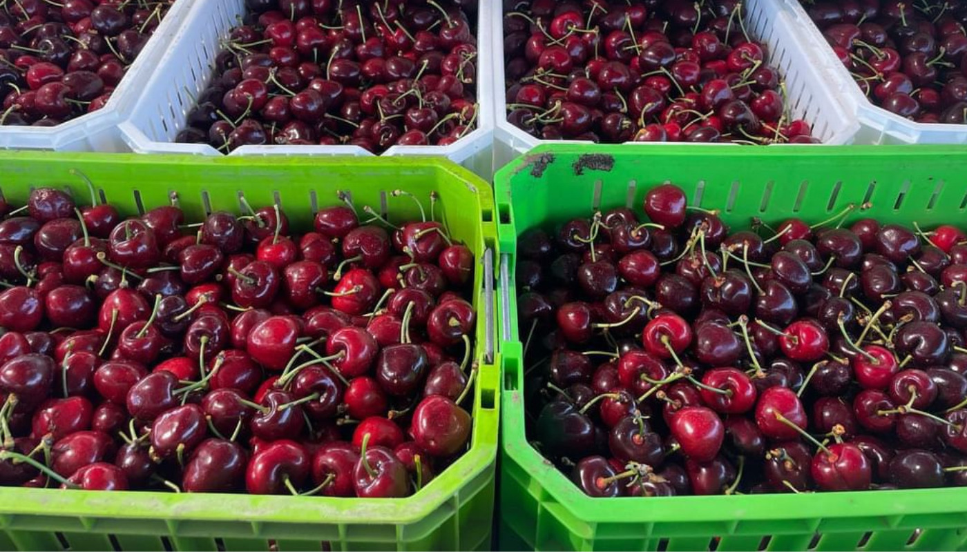 Fresh cherry market