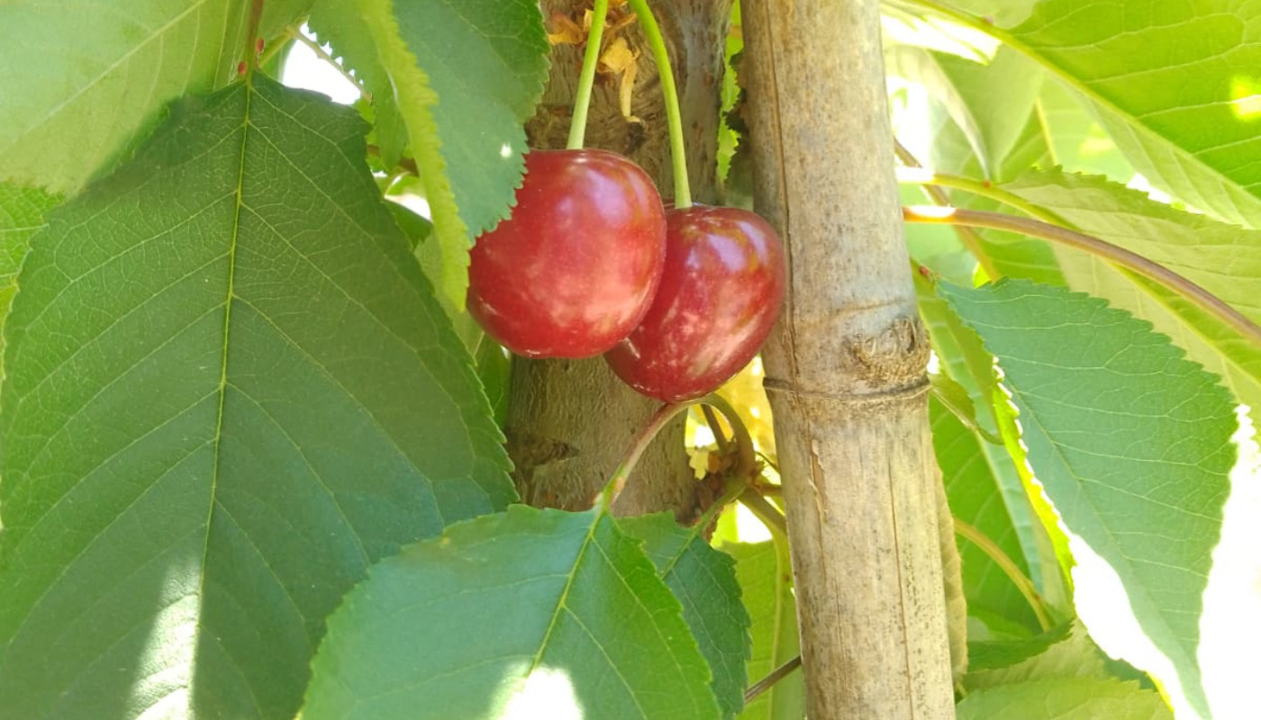 Cherry tree care: recommendations against high temperatures