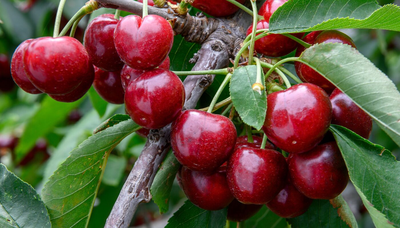 Tasmanian cherry production