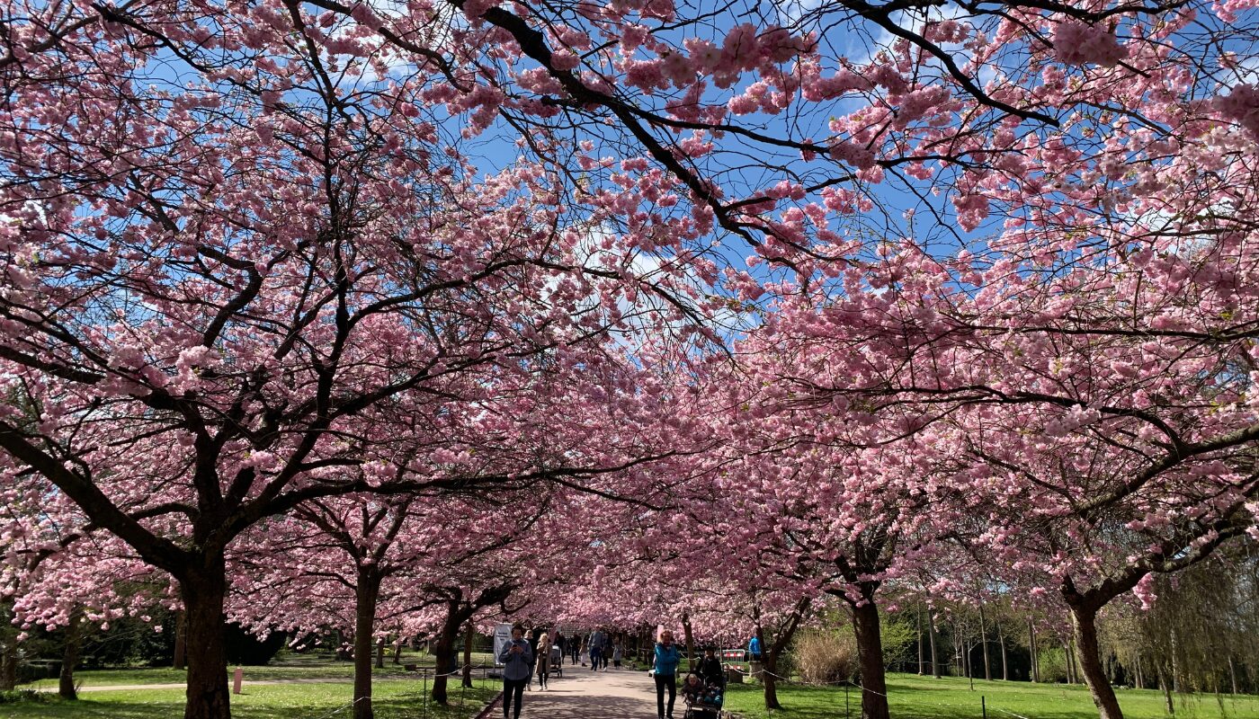 Cherry blossoms USA
