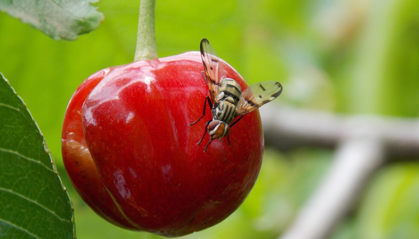 cherry fruit fly
