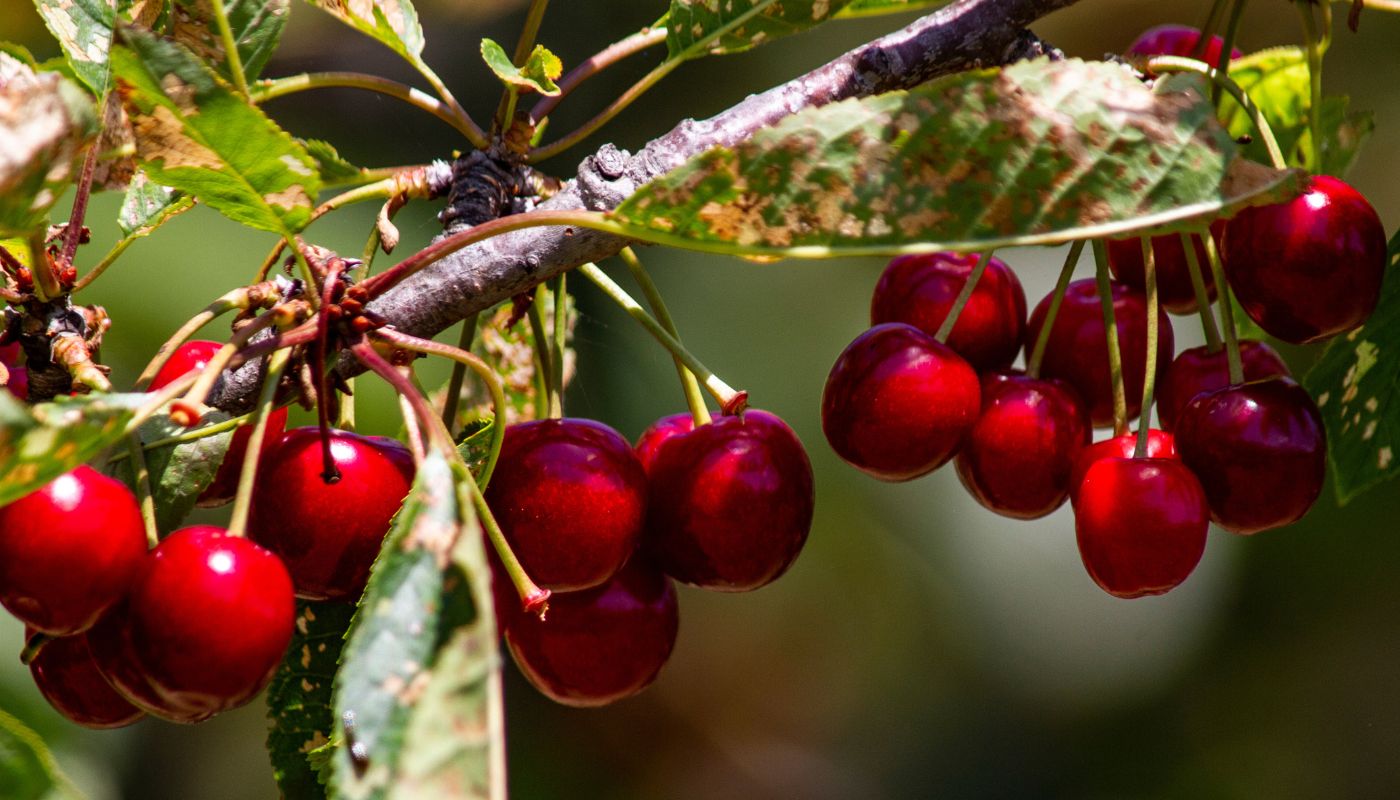 Cerezas Tasmania