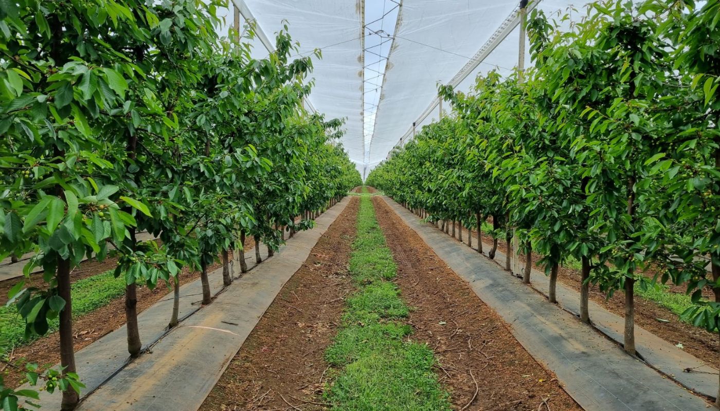 Huerto_nutrición cerezo