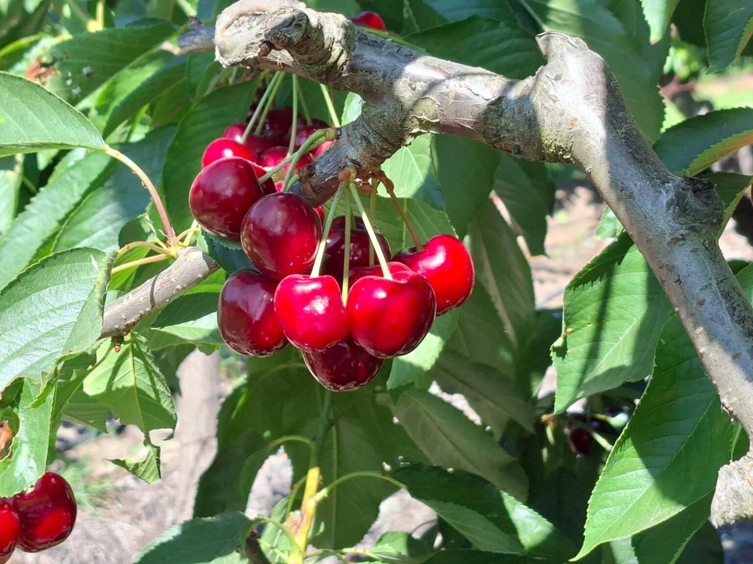 preliminary-analysis-of-the-current-production-situation-of-cherry